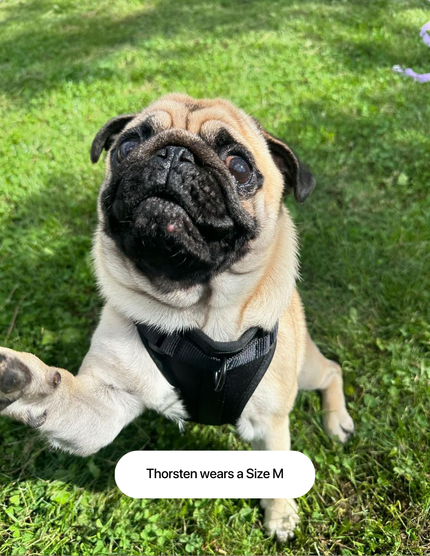Pirate Black Comfort Harness