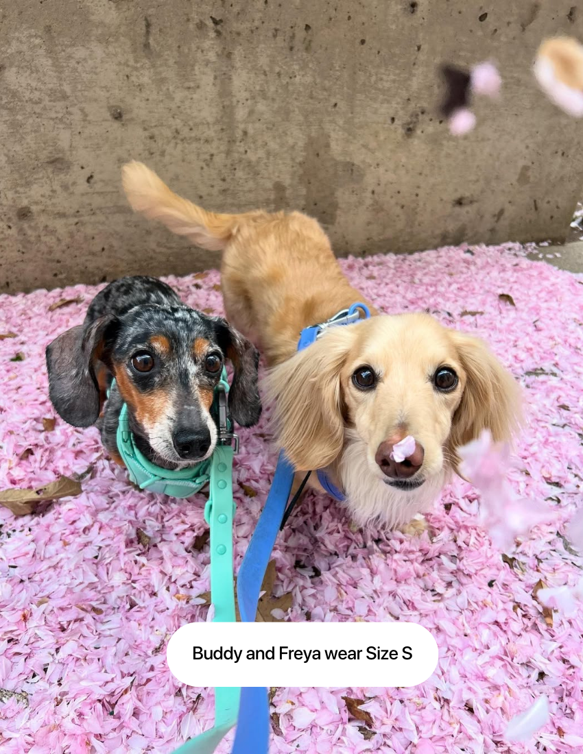 Tiffany Blue Comfort Harness