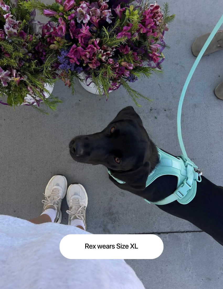 Tiffany Blue Comfort Harness