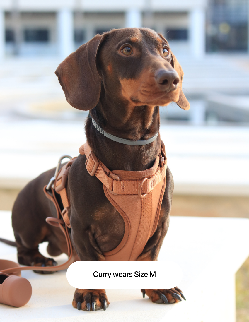 Chocolate Brown Comfort Harness