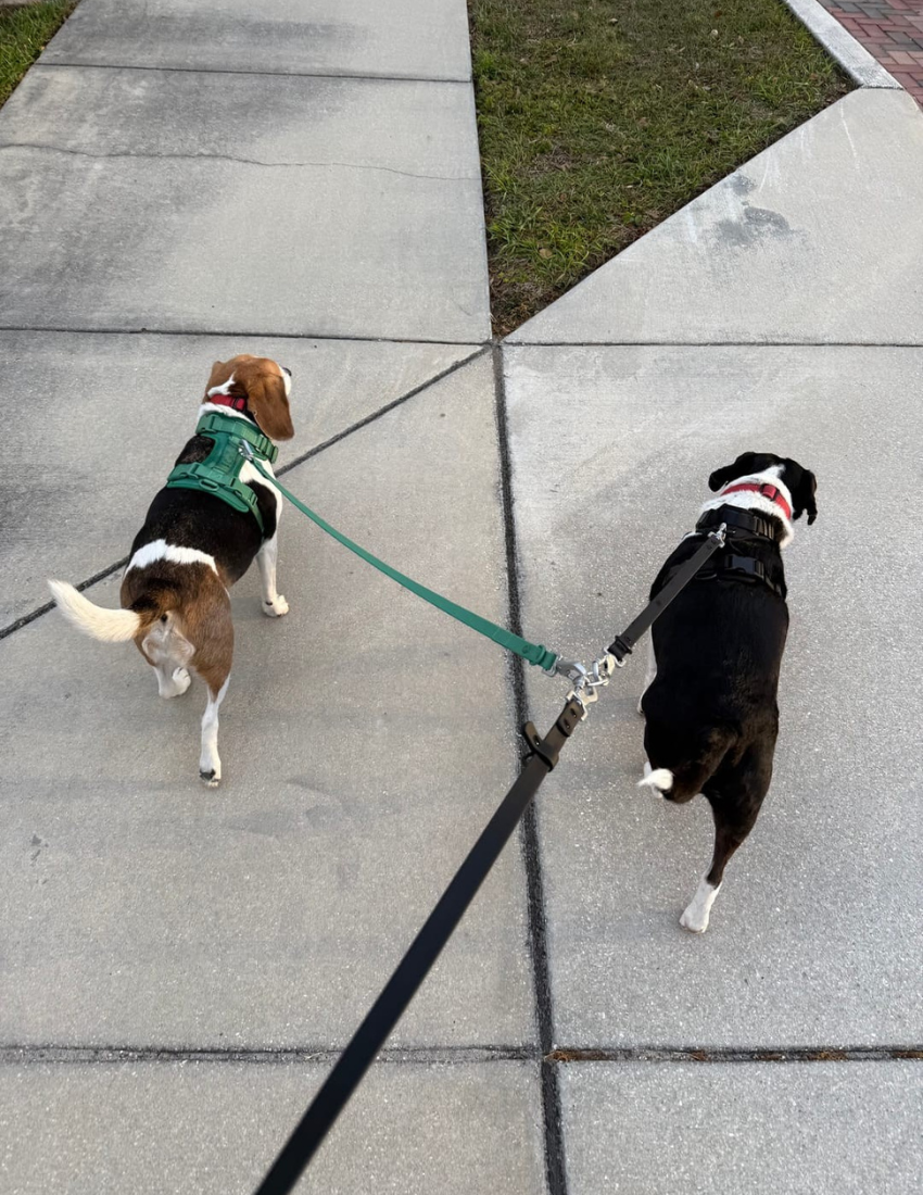 Doppelleine Kit + Hundegeschirre