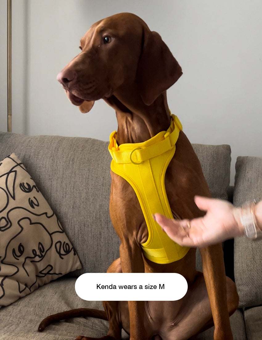 Honey Yellow Komfort-Hundegeschirr