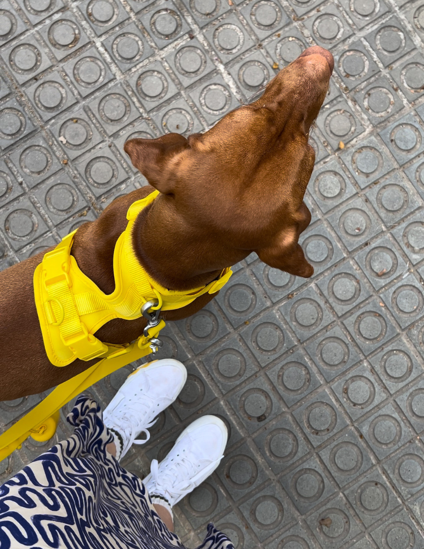 Honey Yellow Walk Kit