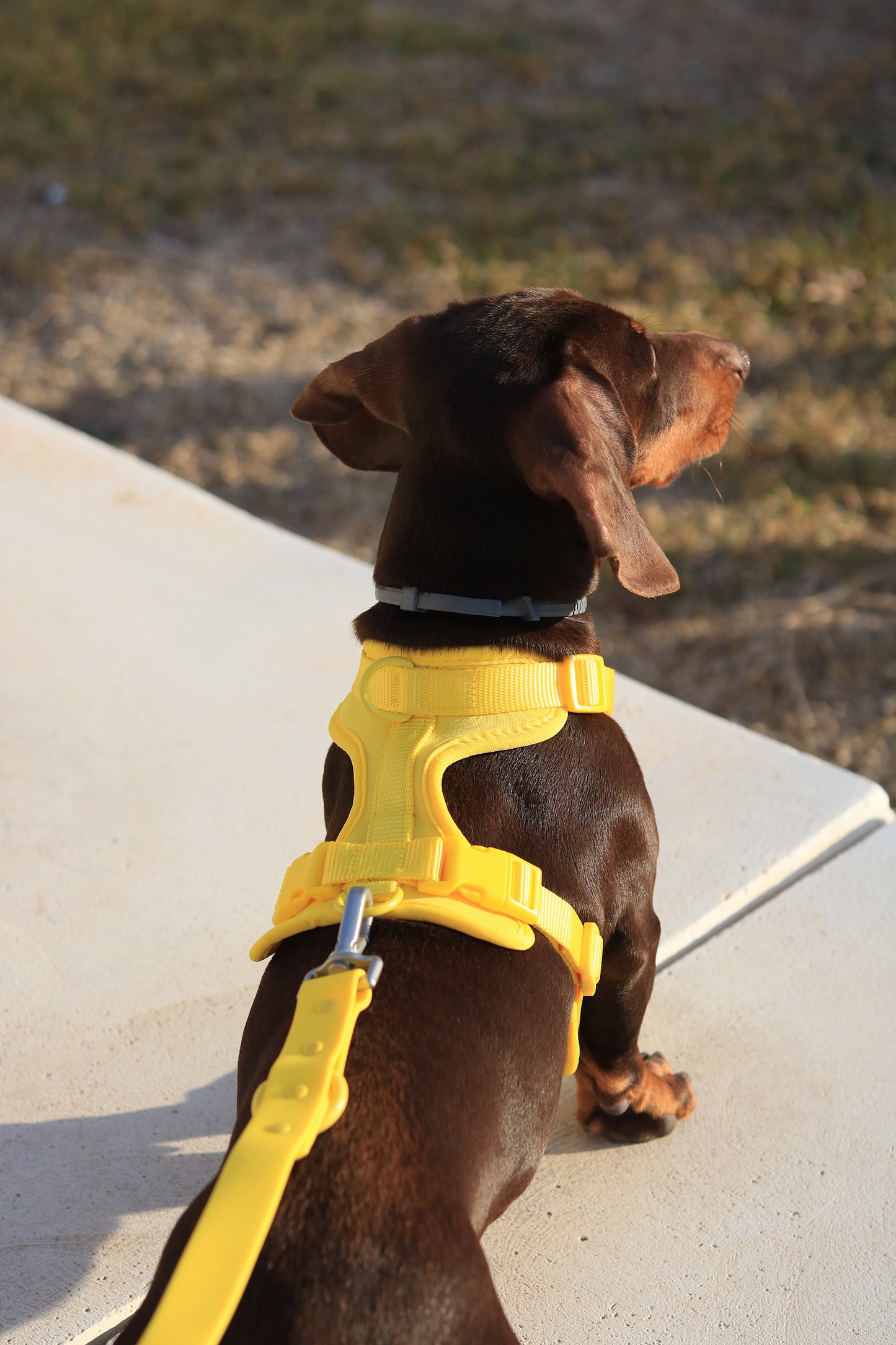 Honey Yellow Komfort-Hundegeschirr