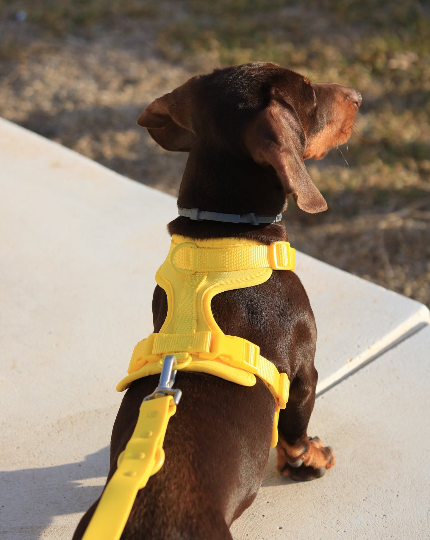 Honey Yellow Walk Kit