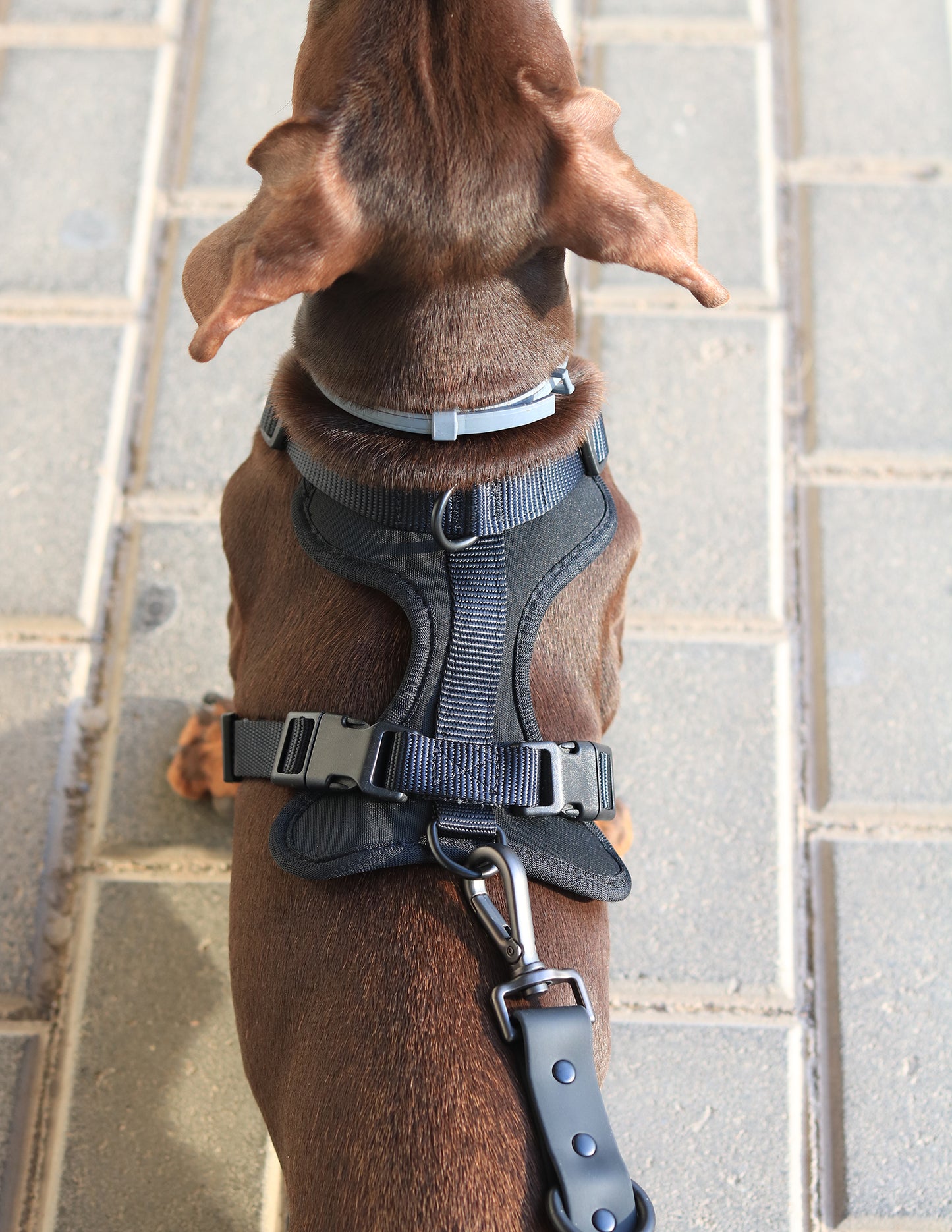Pirate Black Komfort-Hundegeschirr
