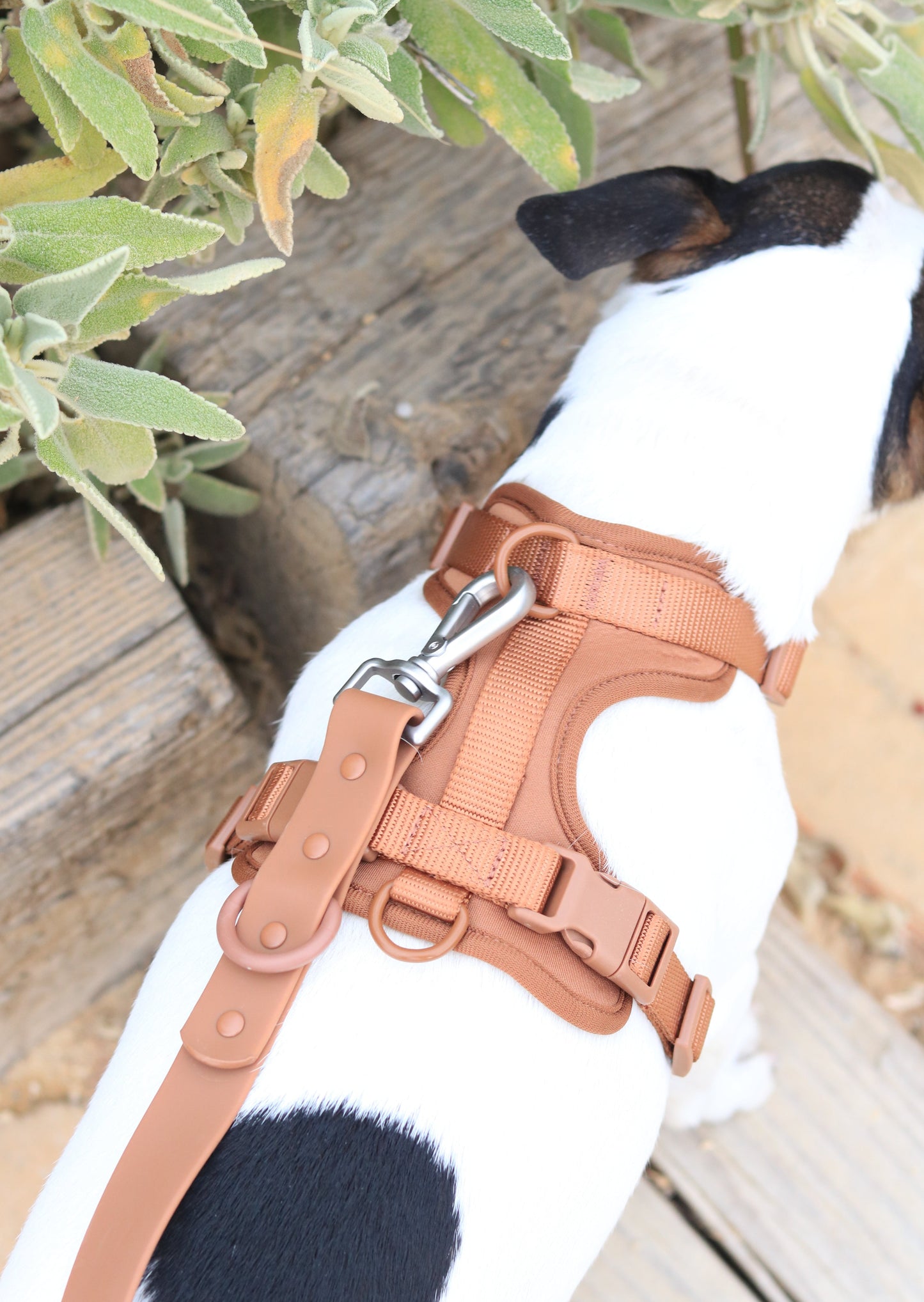 Chocolate Brown Walk Kit