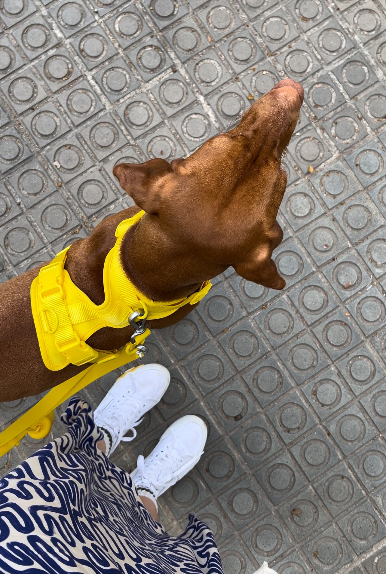 Honey Yellow Komfort-Hundegeschirr