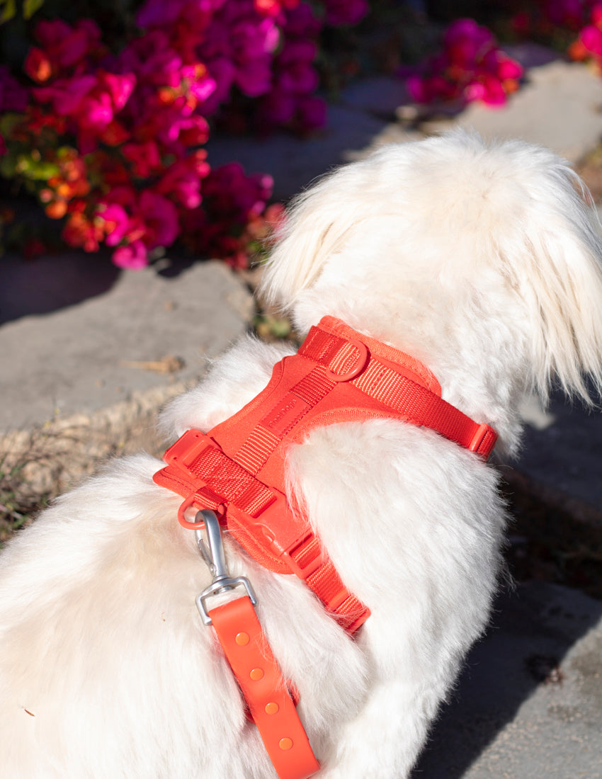 Passion Red Komfort-Hundegeschirr