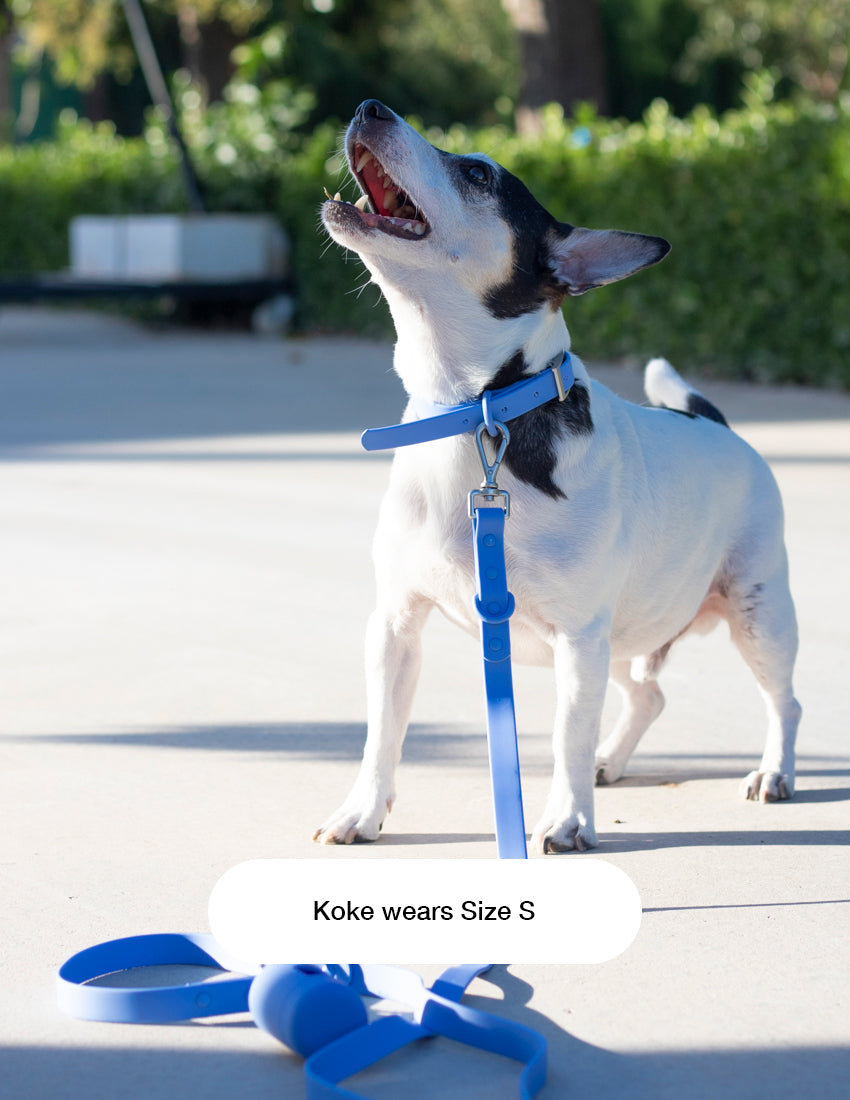 Baby Blue Hundehalsbänder