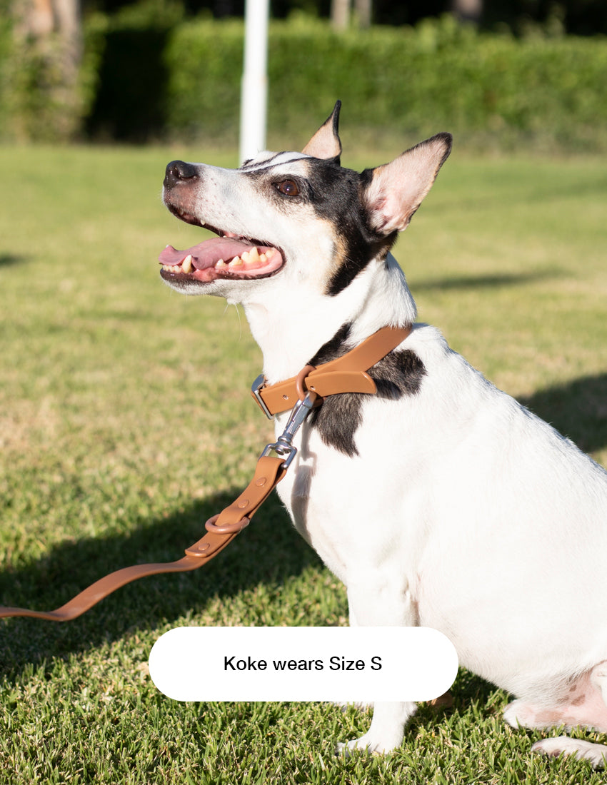 Collar Chocolate Brown