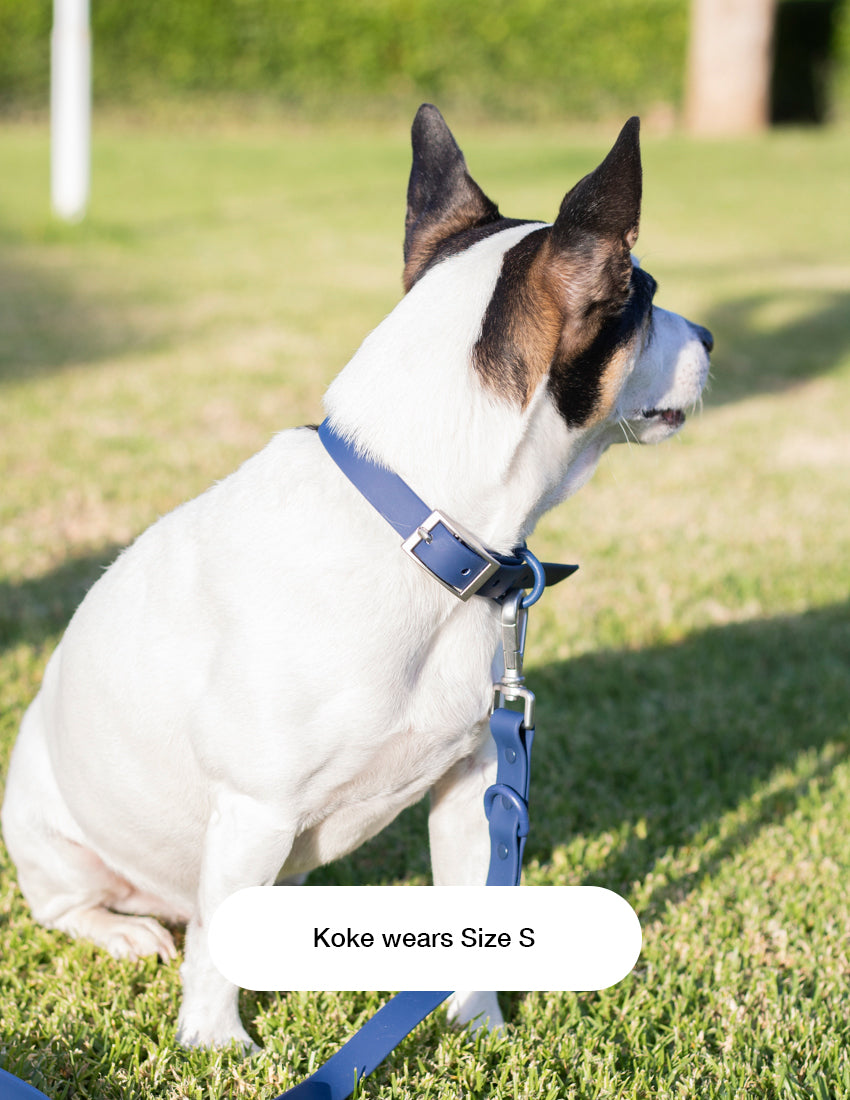 Navy Blue Hundehalsbänder