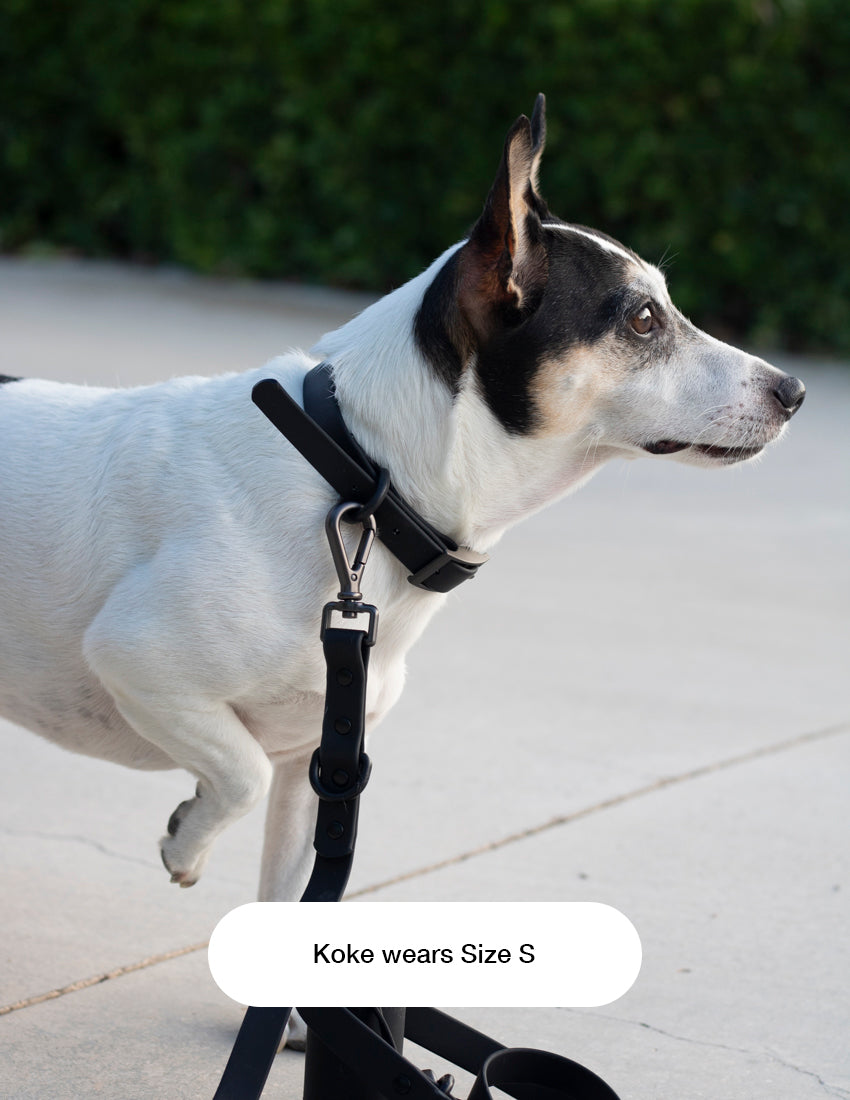 Pirate Black Collar
