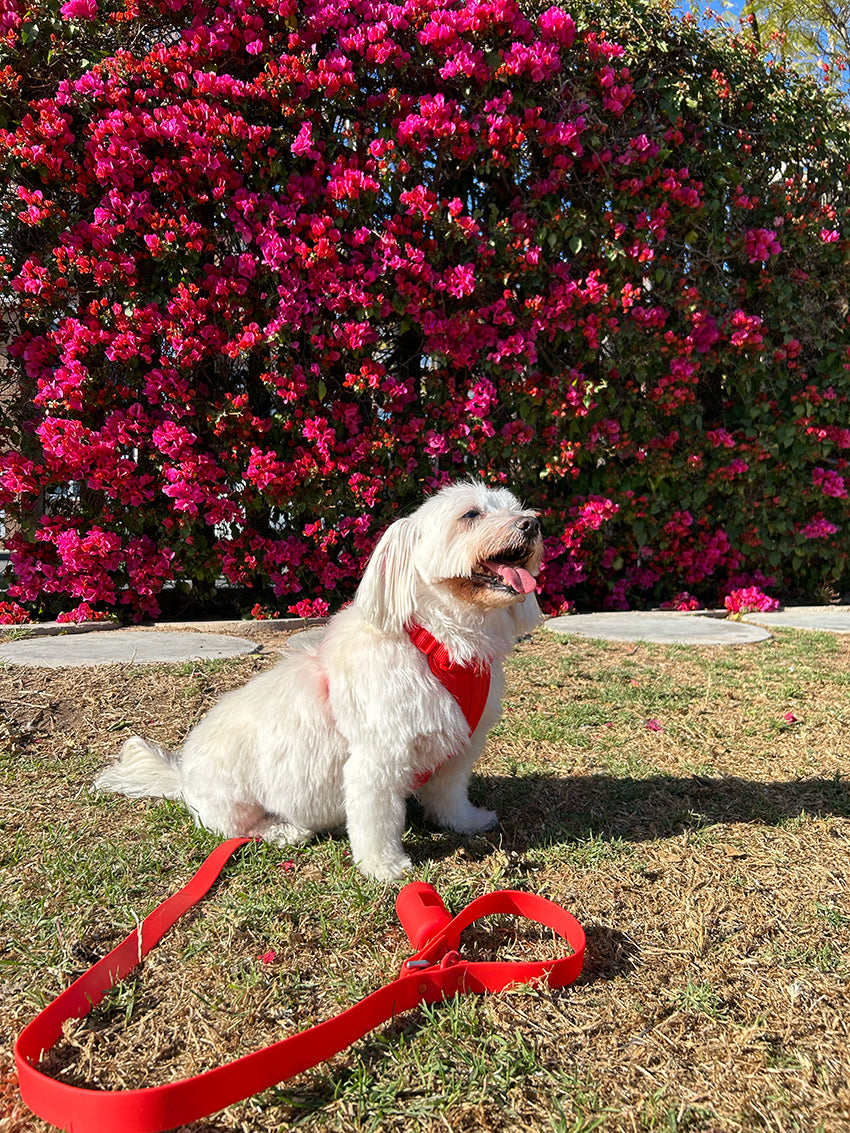 Kit Walkabout Passion Red