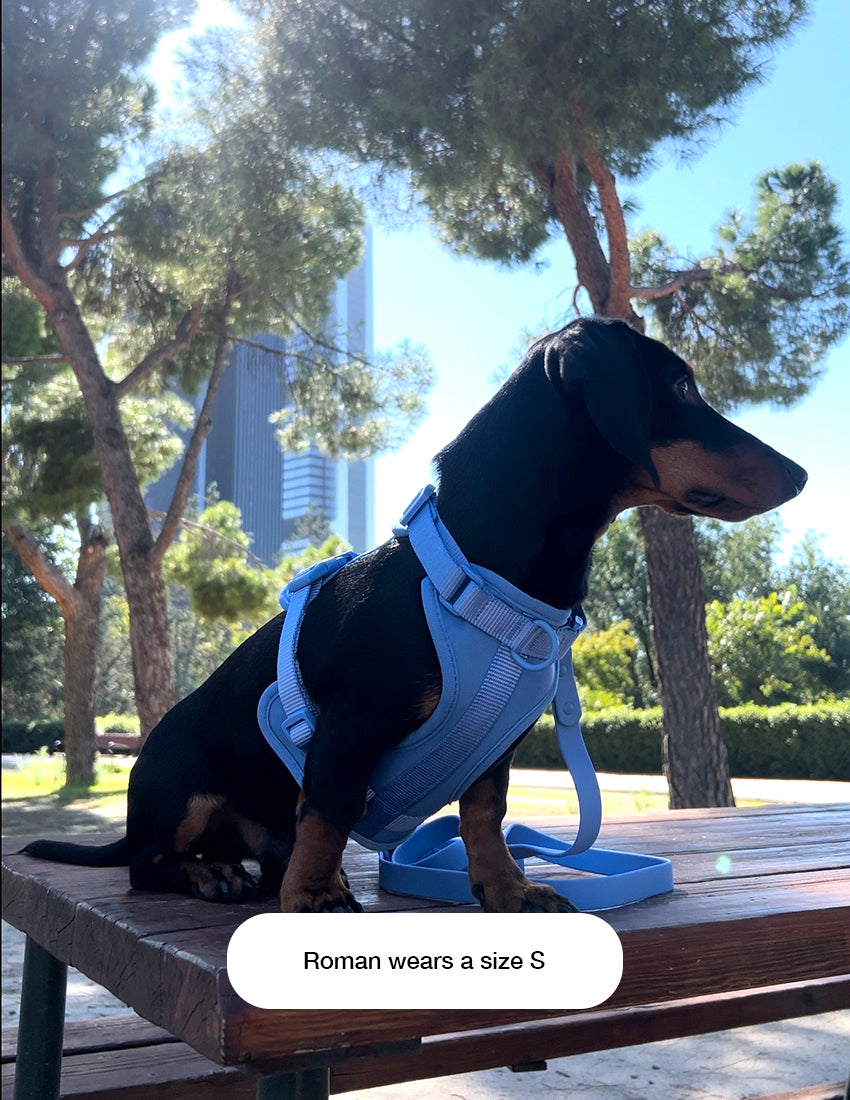 Baby Blue Komfort-Hundegeschirr