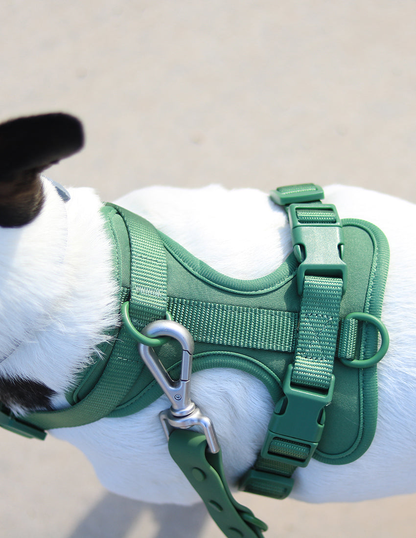 Forest Green Komfort-Hundegeschirr