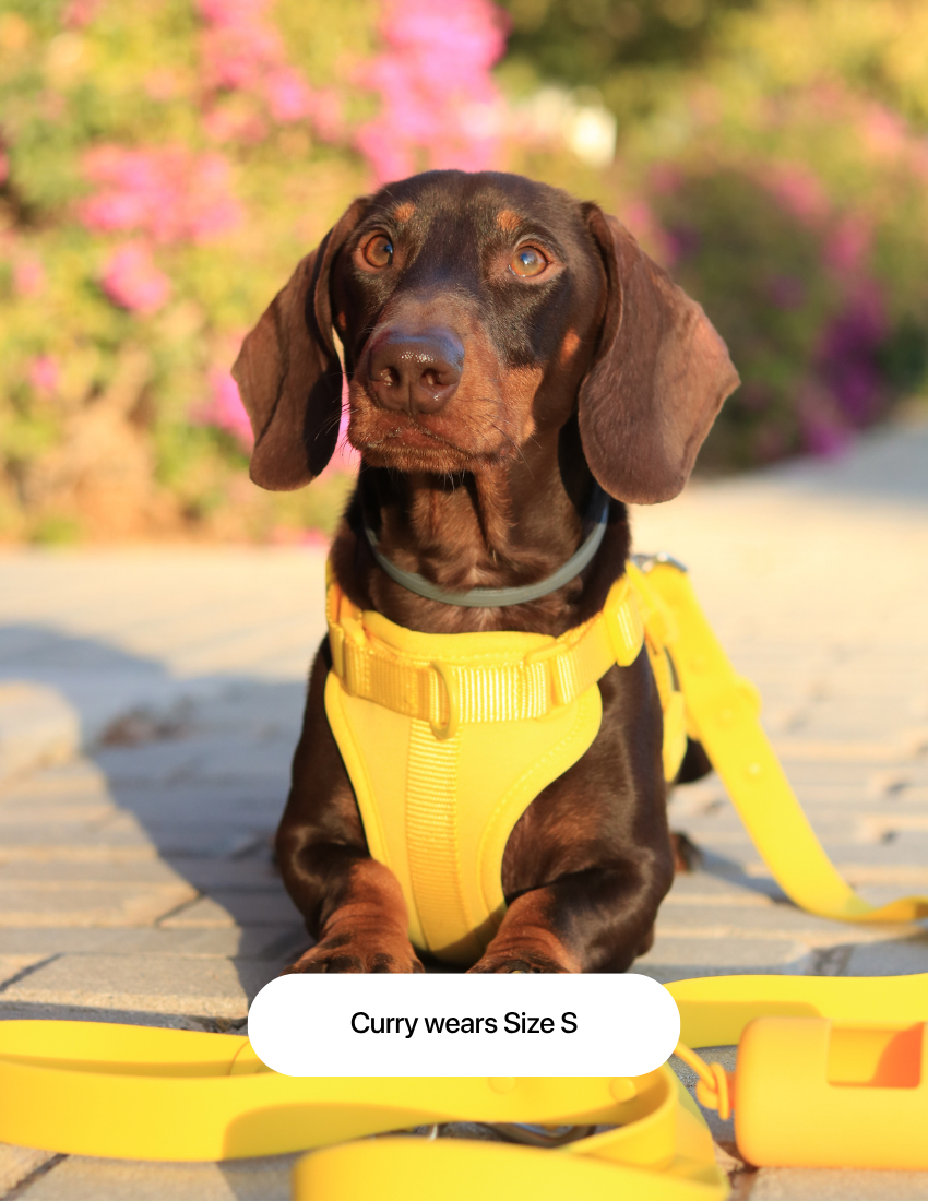 Honey Yellow Komfort-Hundegeschirr