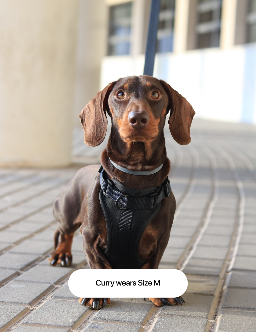 Pirate Black Comfort Harness