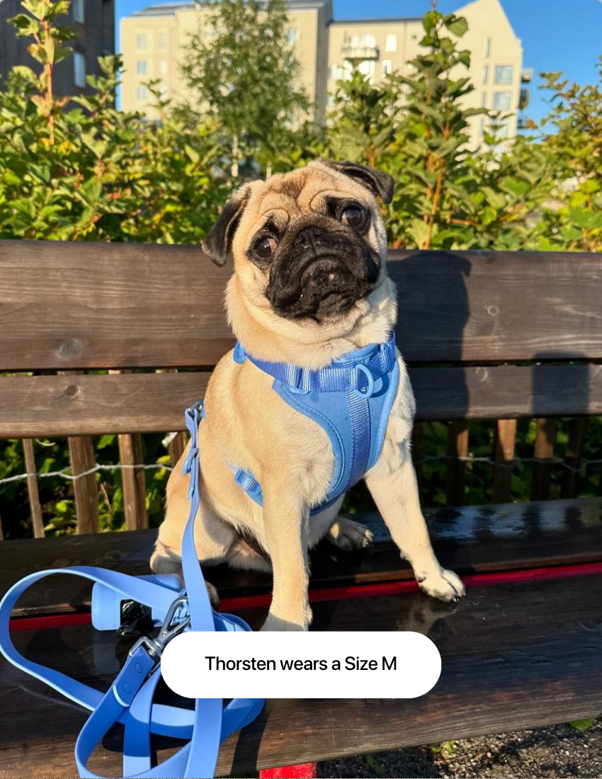 Baby Blue Comfort Harness