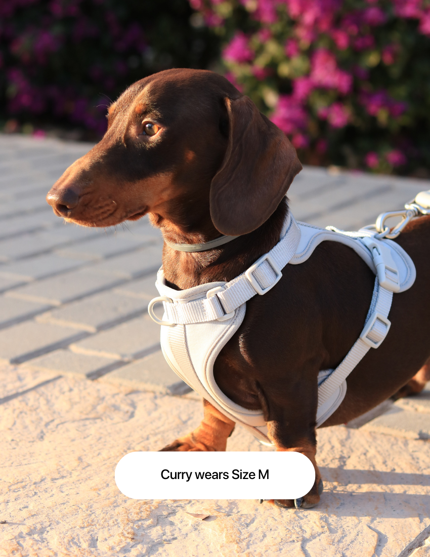 Light Grey Comfort Harness