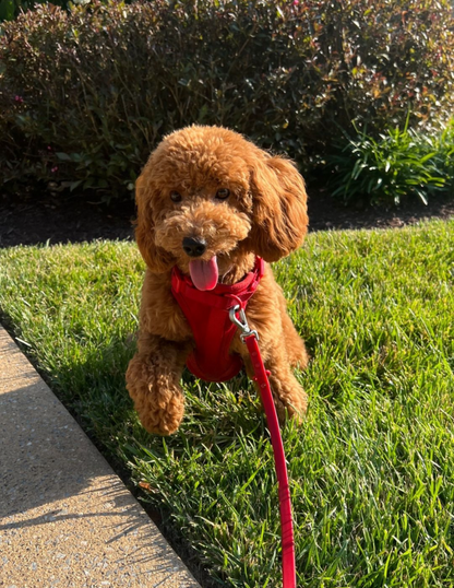 Passion Red Comfort Harness