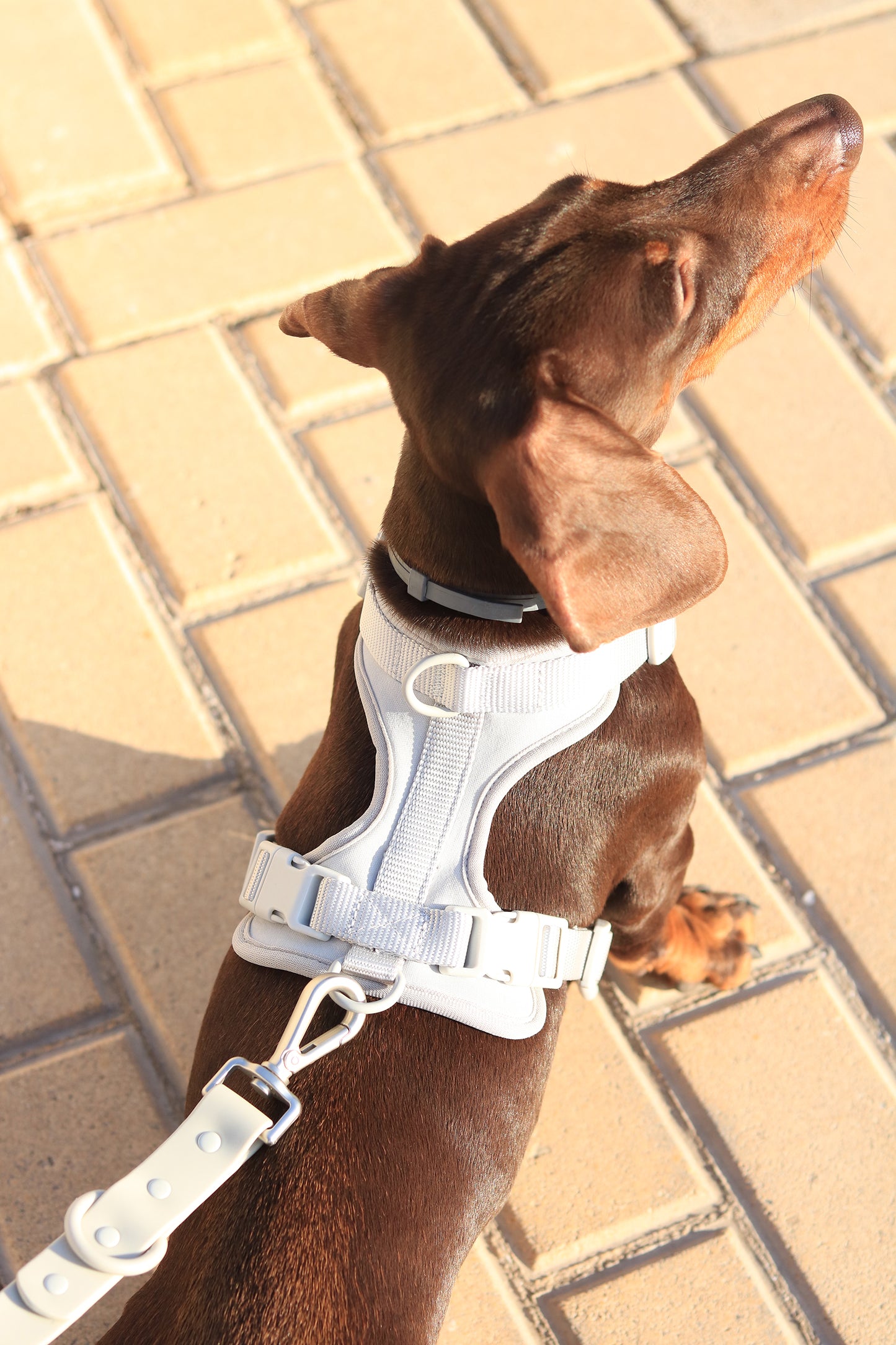 Light Grey Comfort Harness