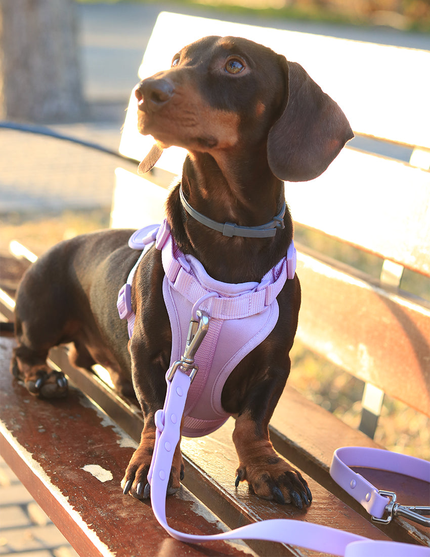 Lavender Lilac Comfort Harness