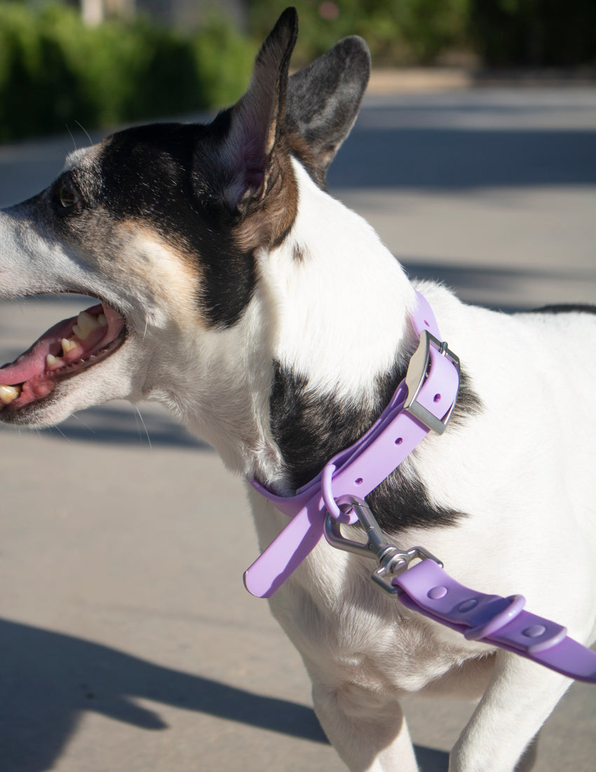 Lavender Lilac Collar