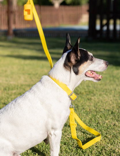 Collar Honey Yellow