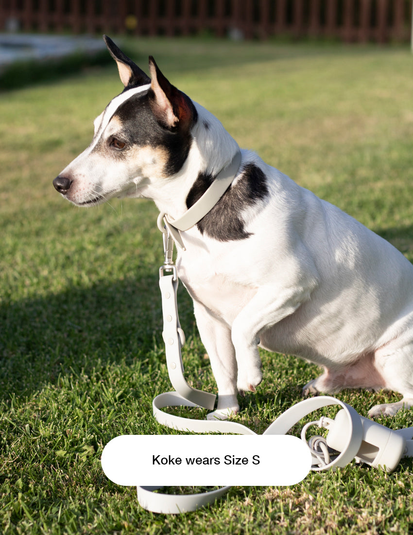 Light Grey Hundehalsbänder Kit