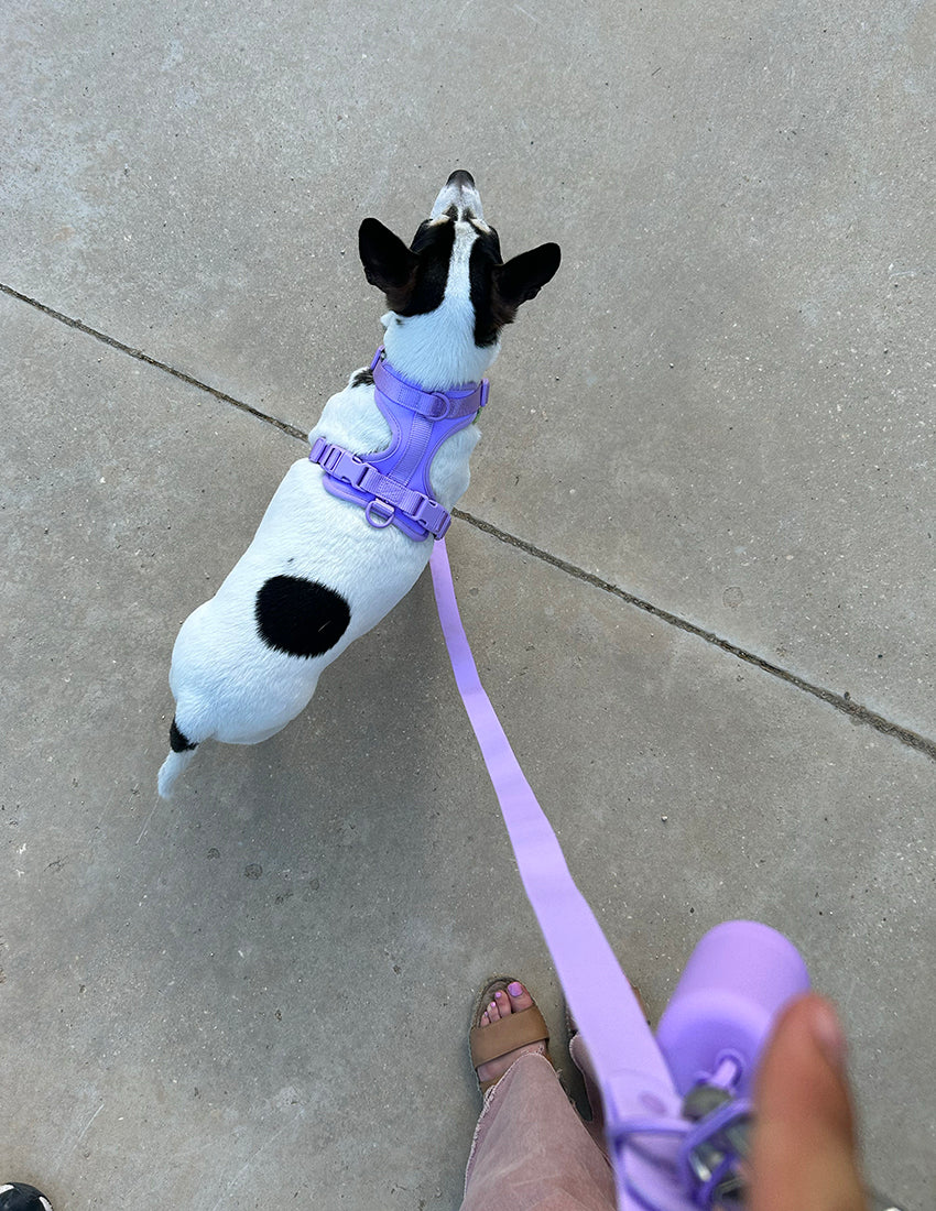 Lavender Lilac Comfort Harness