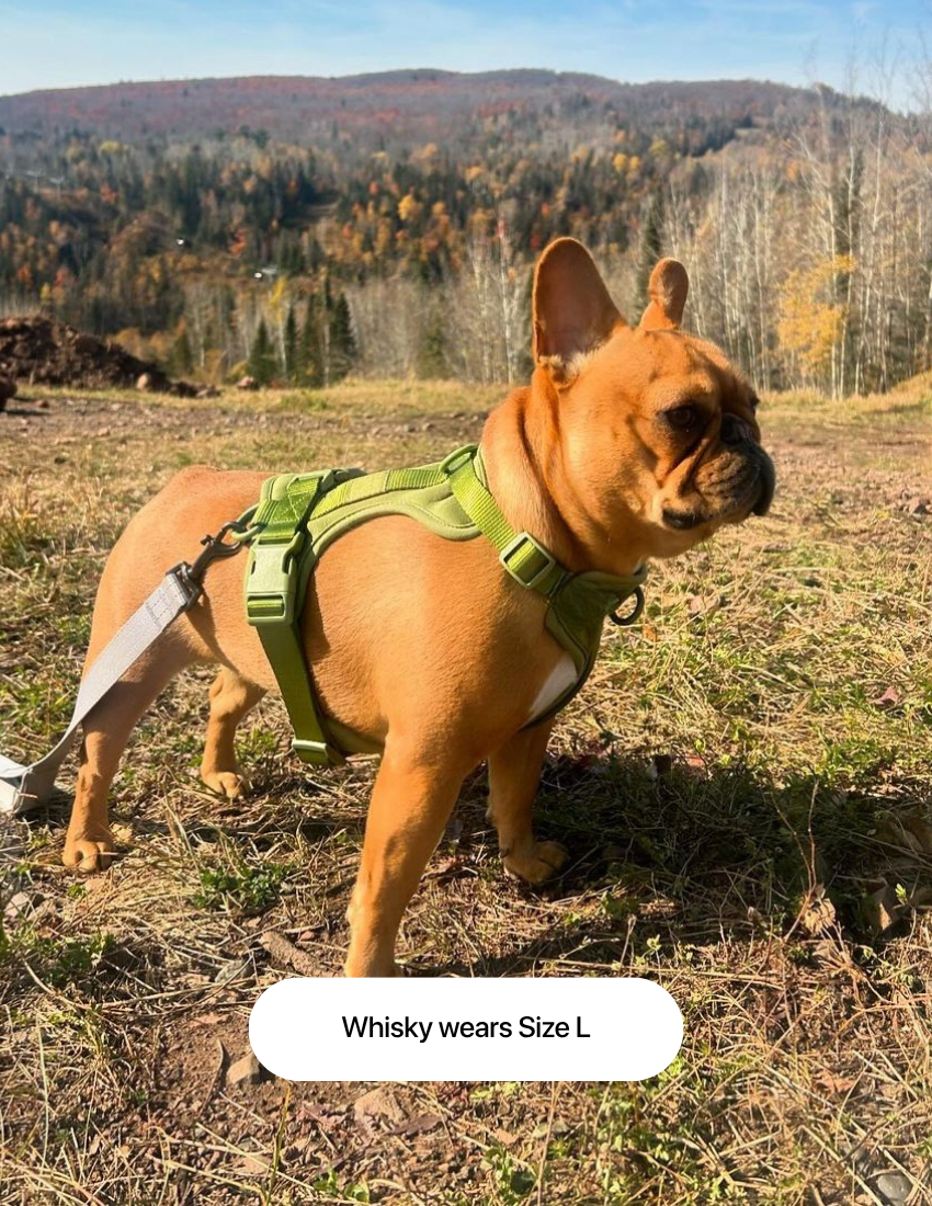 Pettorina Comfort Matcha Green