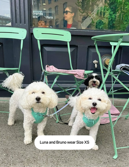 Tiffany Blue Walk Kit