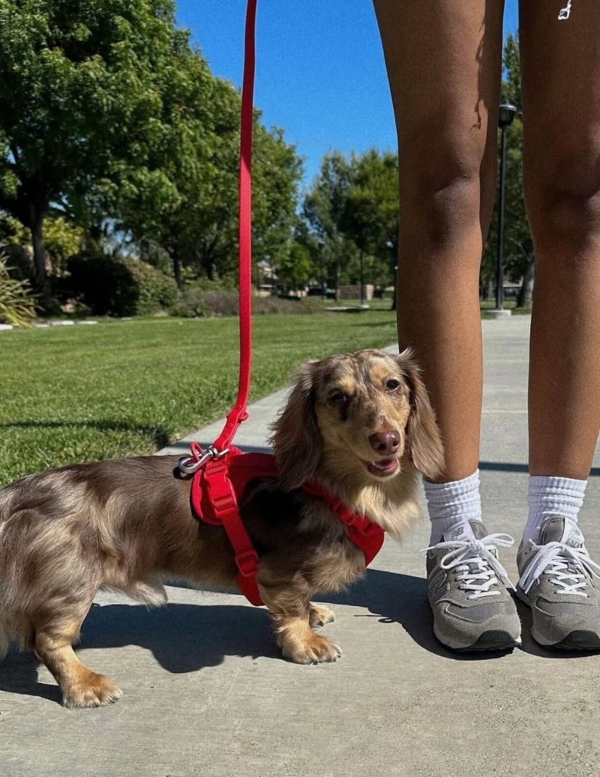 Passion Red Comfort Harness